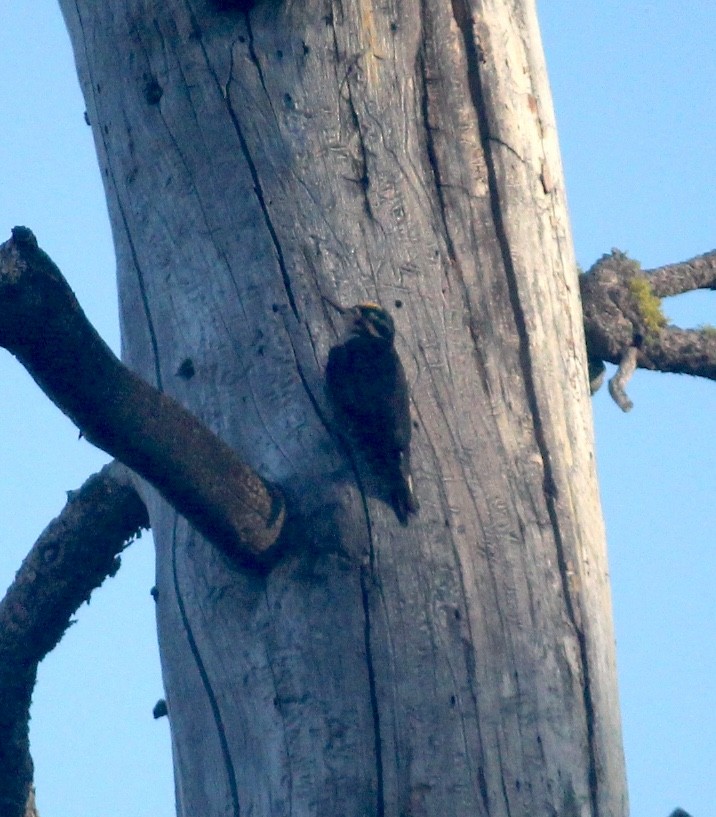 Black-backed Woodpecker - ML644970862