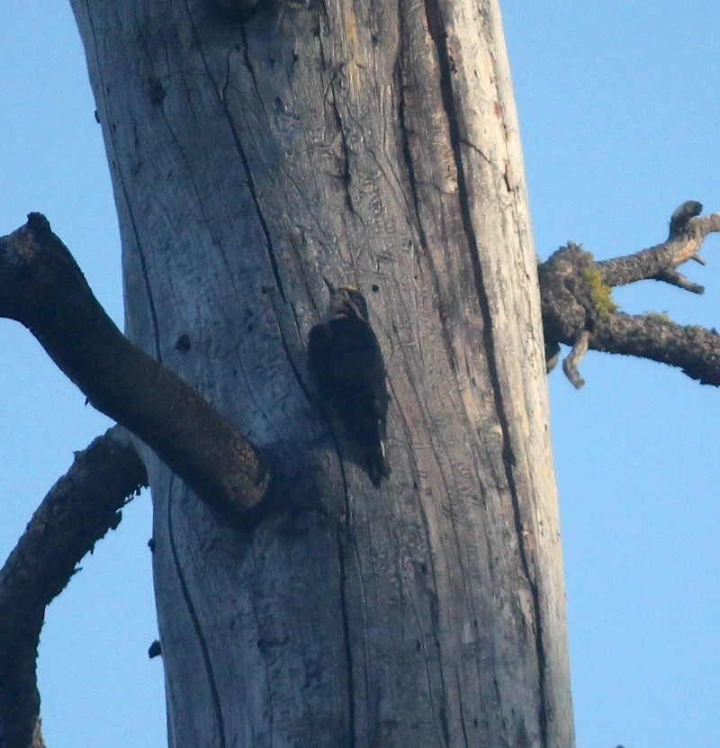 Black-backed Woodpecker - ML644970871