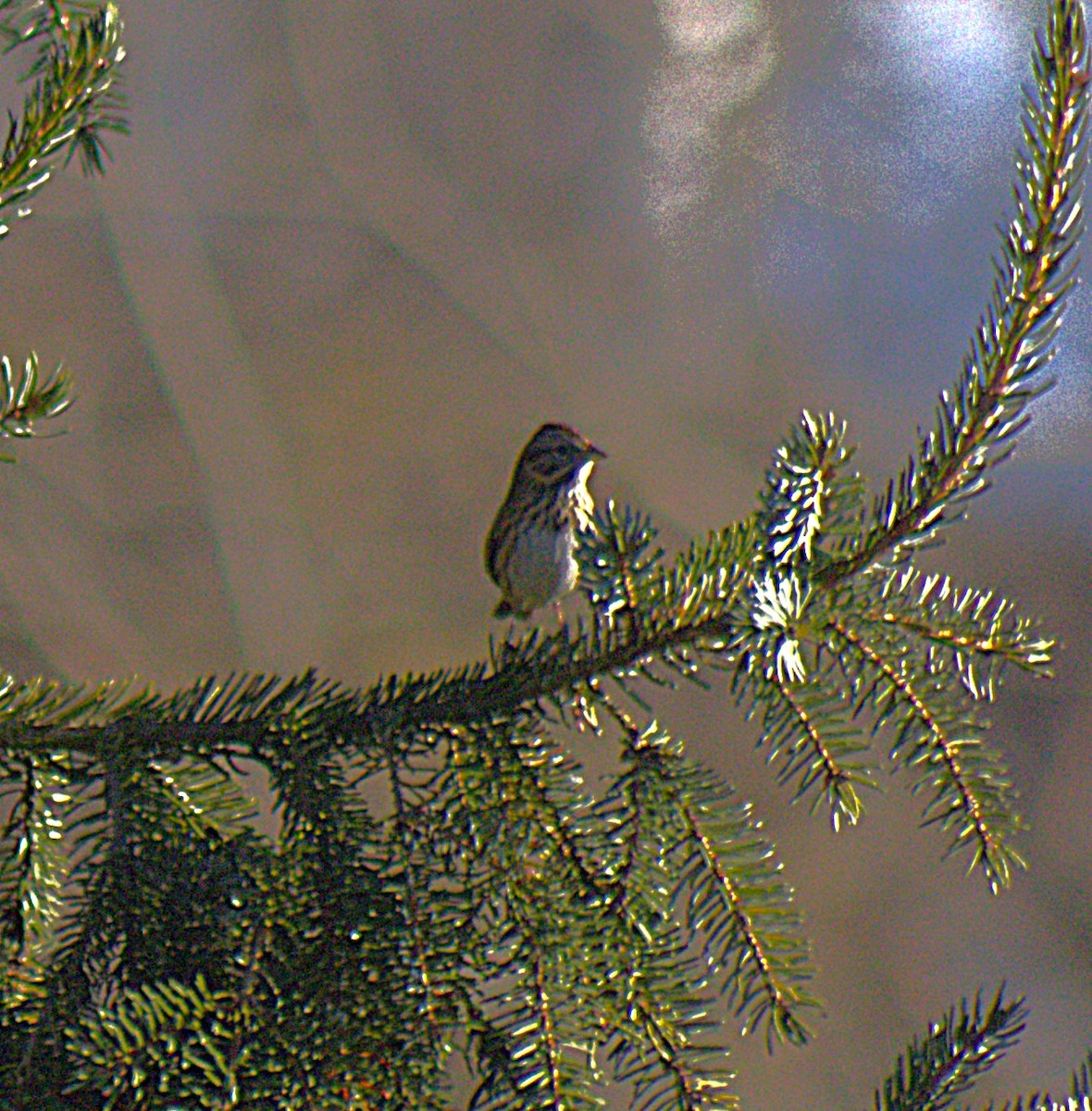 Lincoln's Sparrow - ML644970879