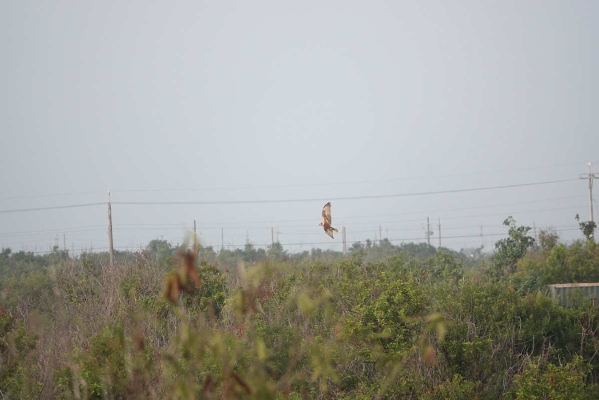 Eastern Marsh Harrier - ML644970881