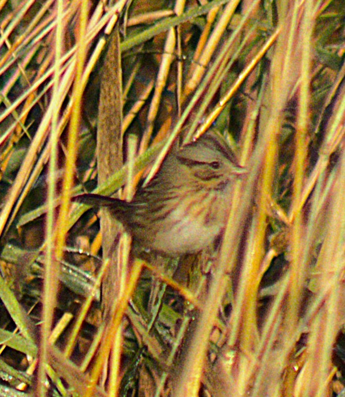 Lincoln's Sparrow - ML644970894