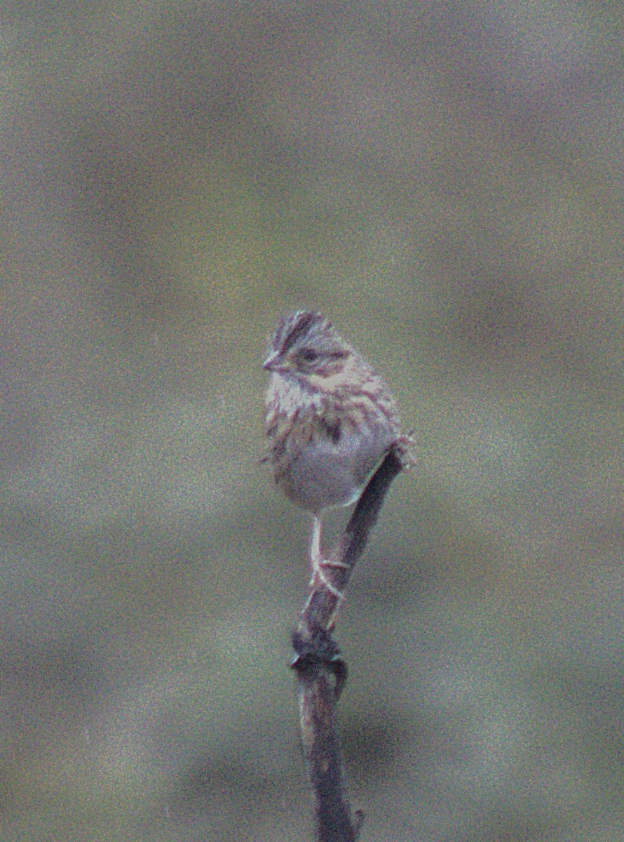 Lincoln's Sparrow - ML644970911
