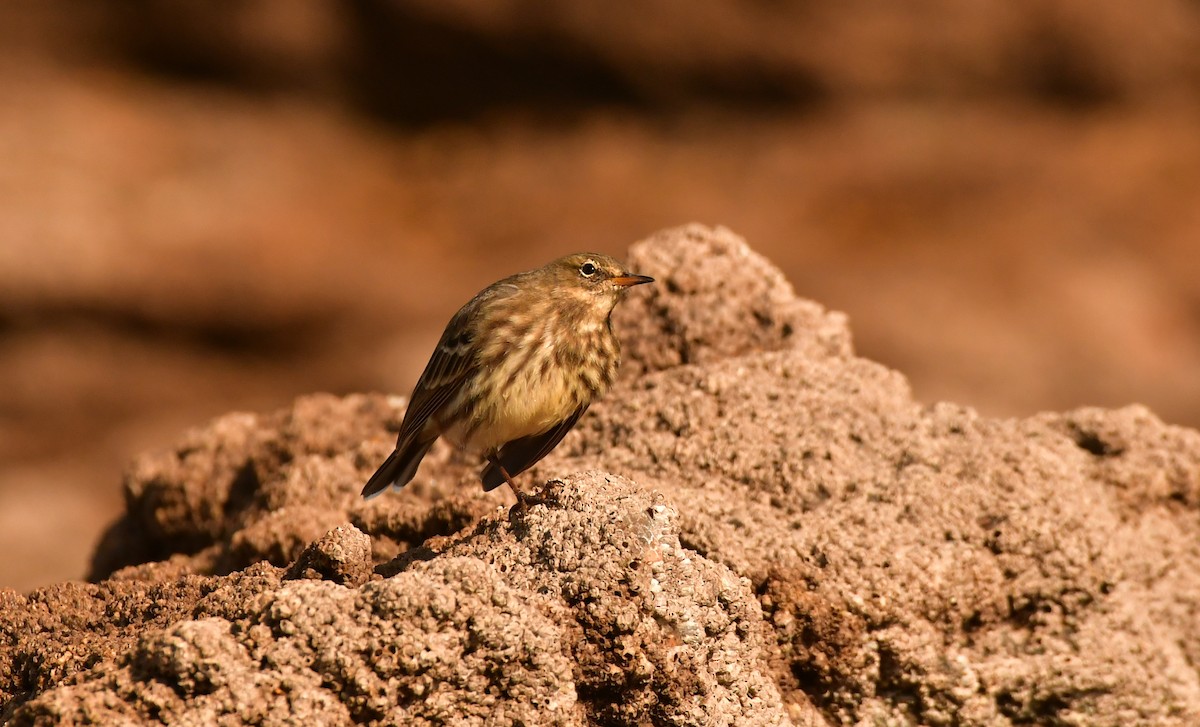 Bisbita Costero - ML644970912