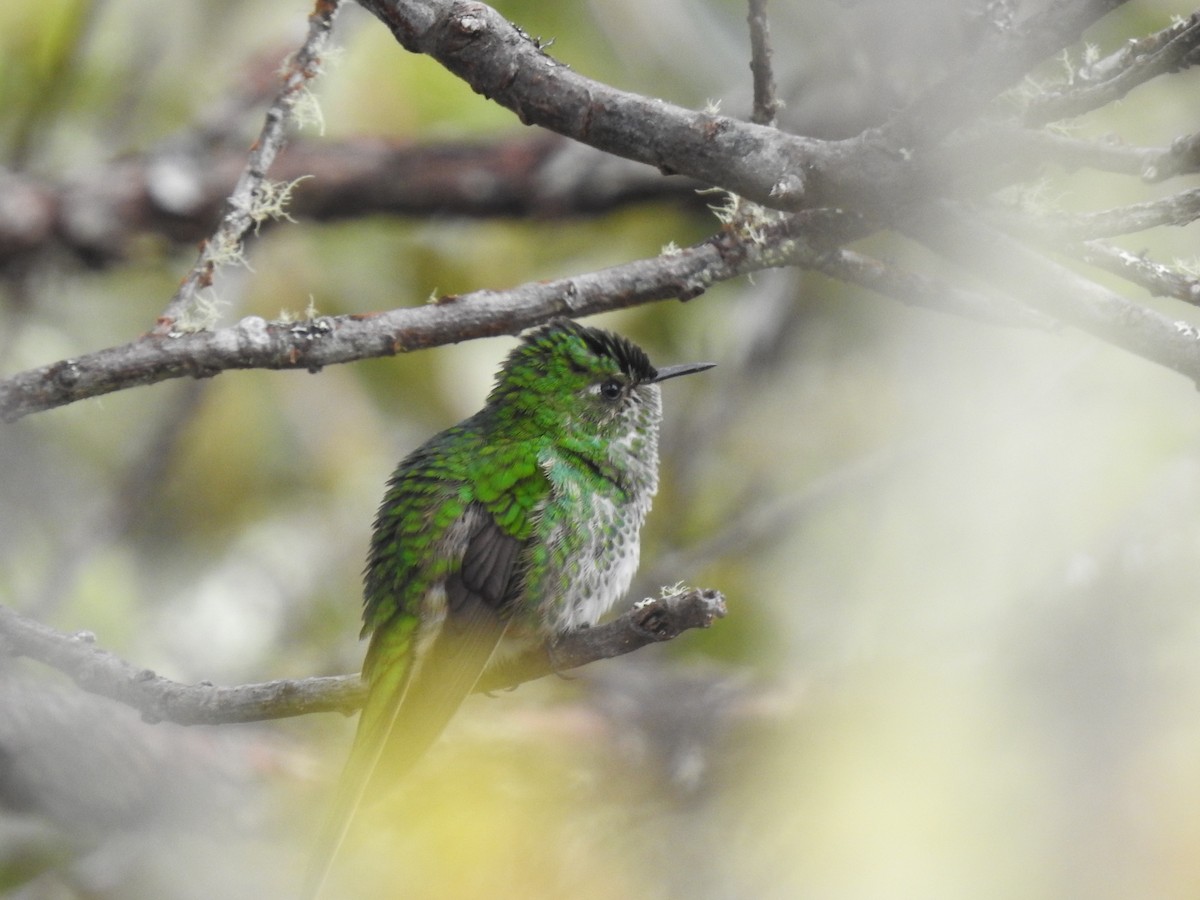 Green-tailed Trainbearer - ML644970922