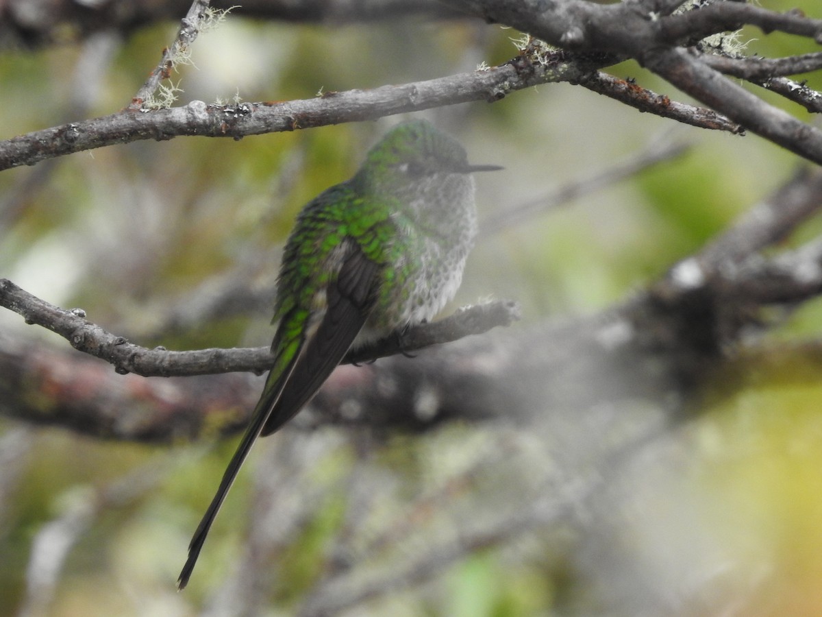 Green-tailed Trainbearer - ML644970923