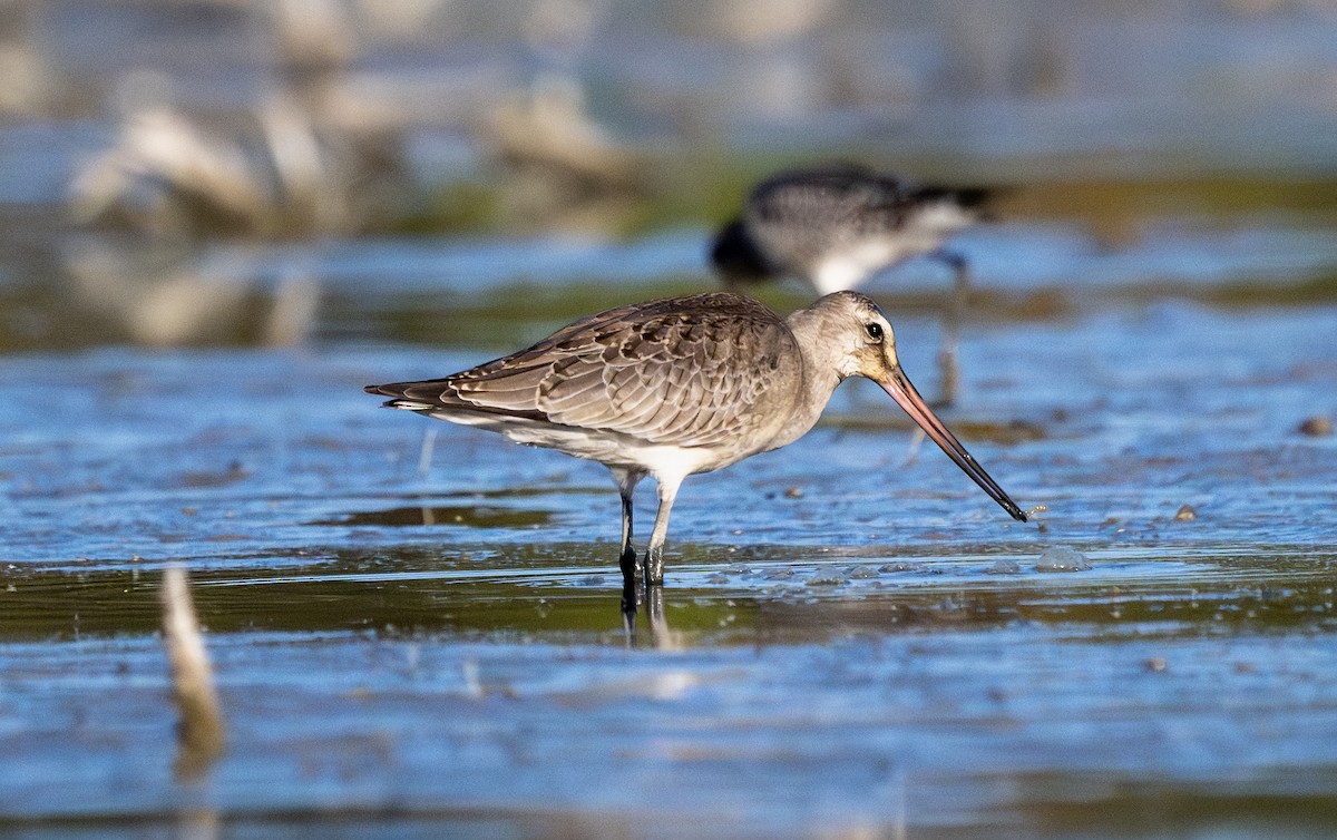 břehouš aljašský - ML644970931