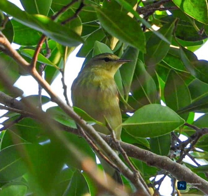 Tennessee Warbler - ML644970933