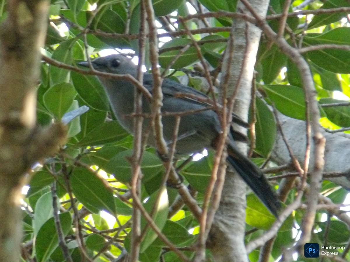 Moqueur chat - ML644970958