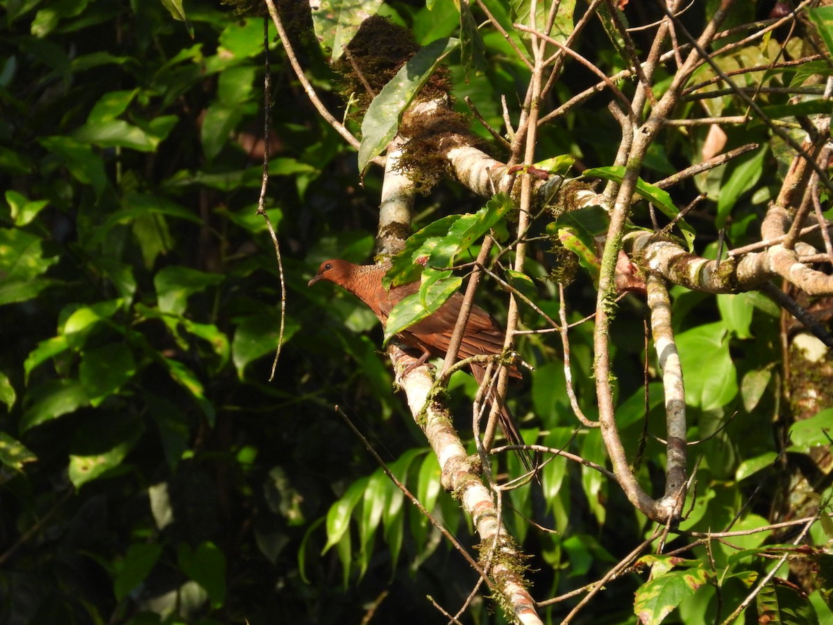 Kızıl Guguk Kumrusu - ML644970960