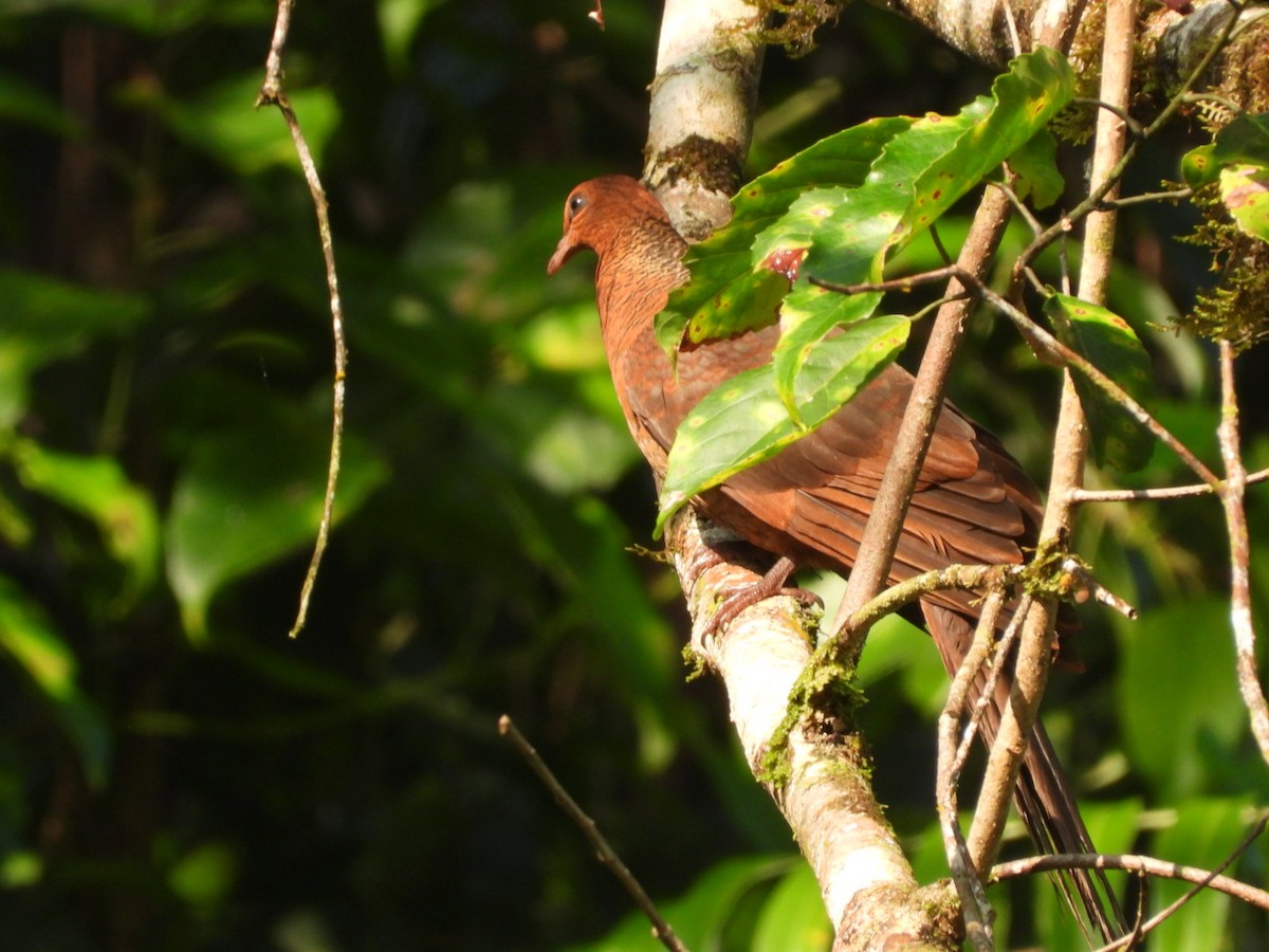 Kızıl Guguk Kumrusu - ML644970961