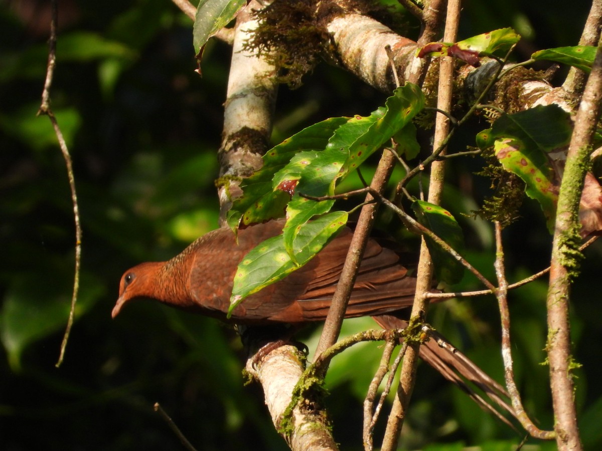 Kızıl Guguk Kumrusu - ML644970962