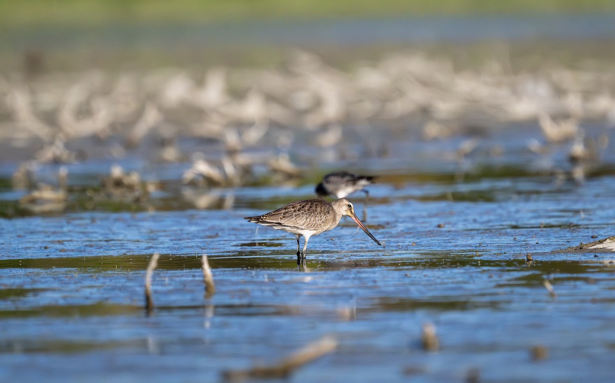 břehouš aljašský - ML644970968