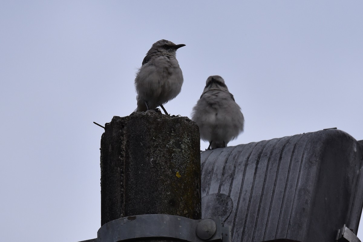 Tropikal Taklitçi - ML644970988