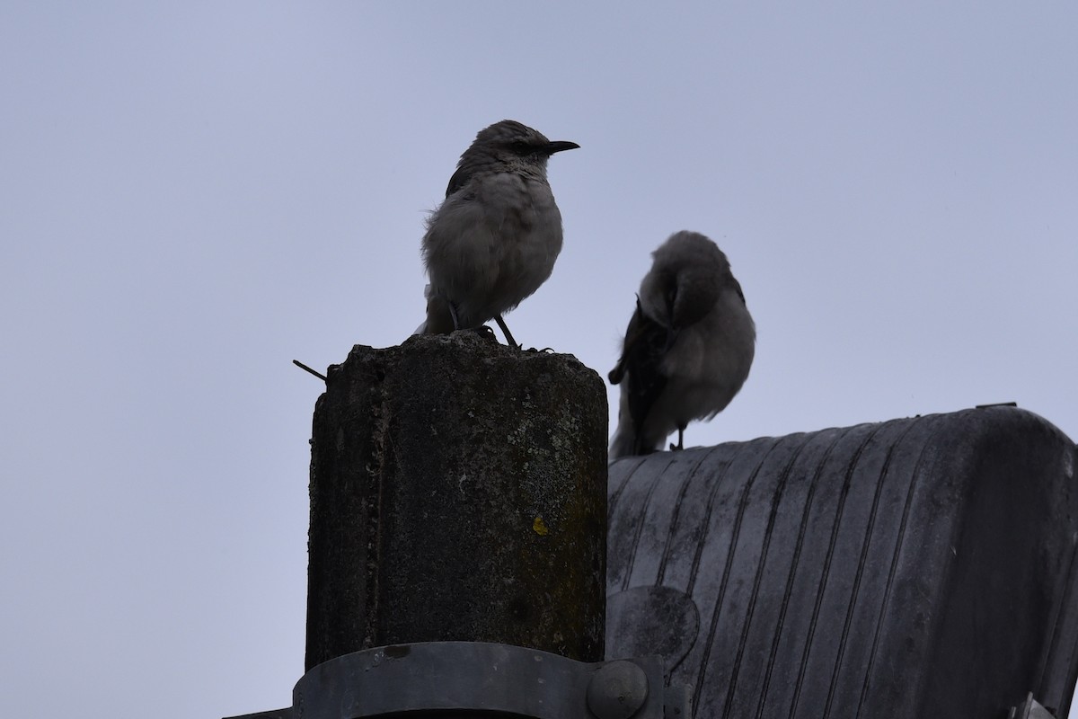 Tropikal Taklitçi - ML644970989