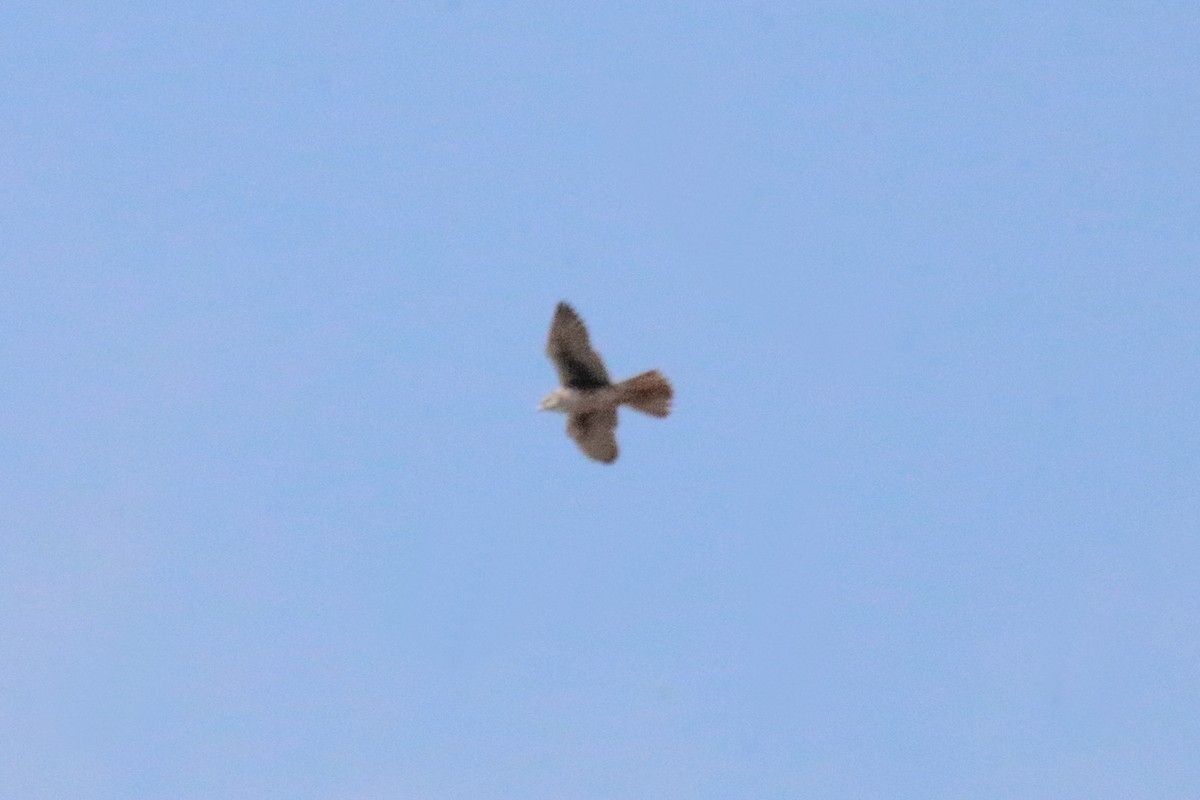 Prairie Falcon - ML644970998