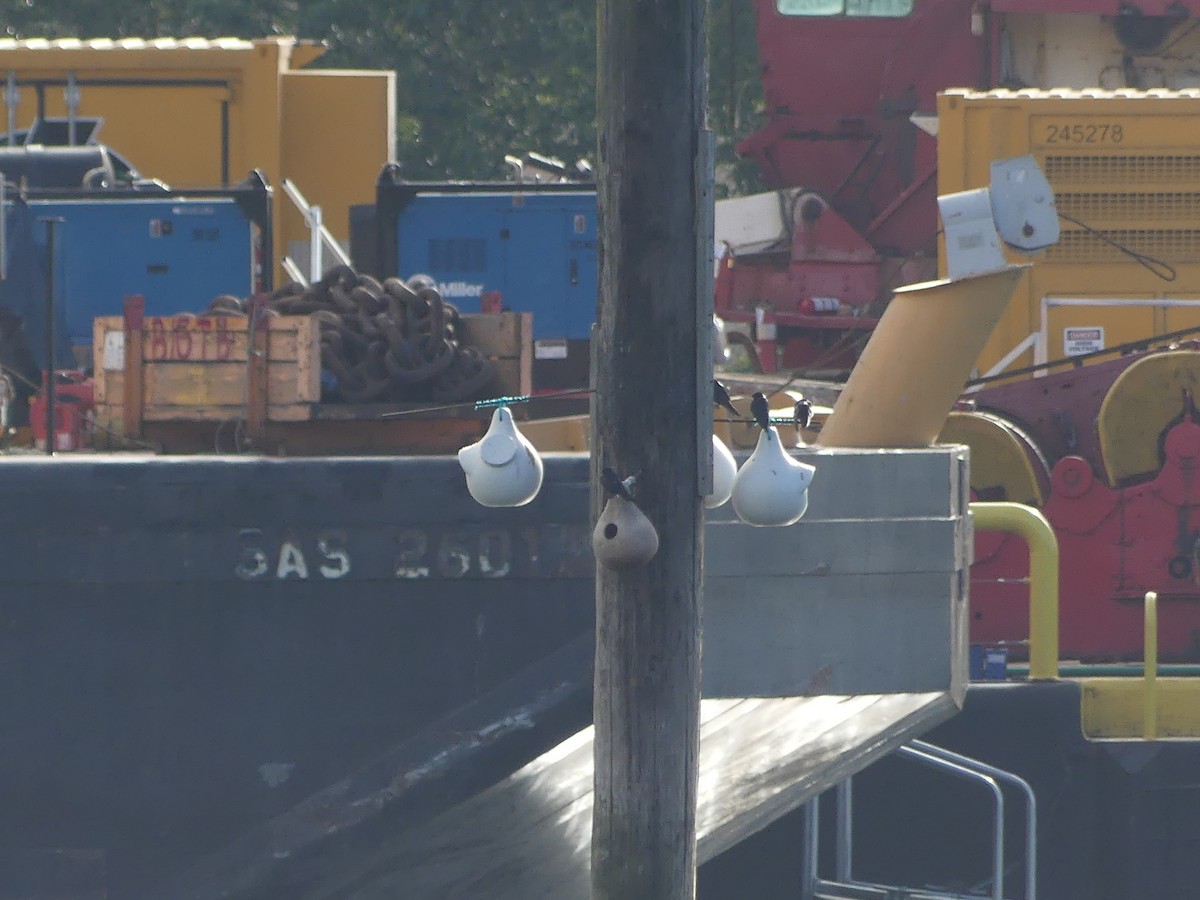 Purple Martin - ML644971037