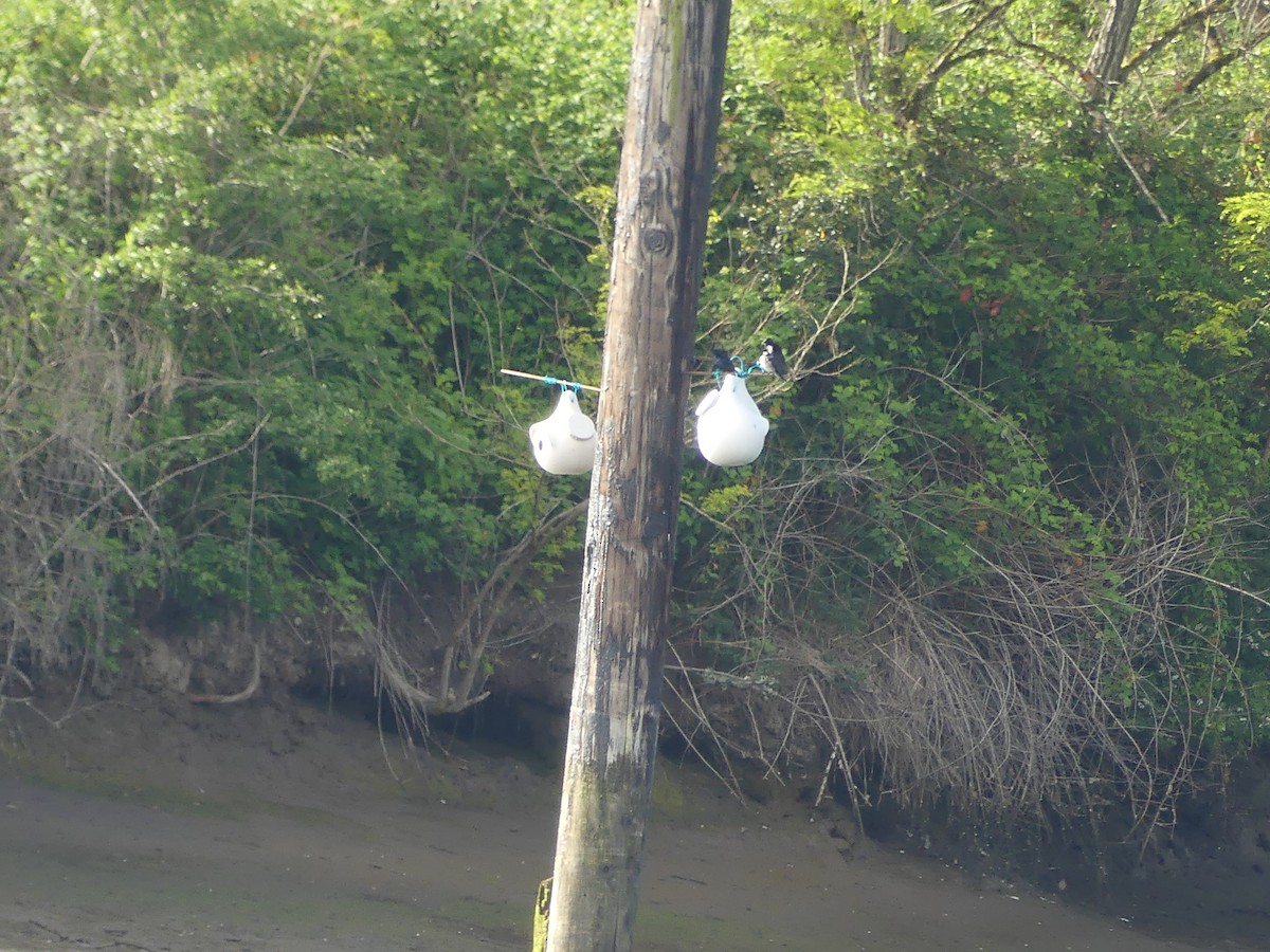 Purple Martin - ML644971038