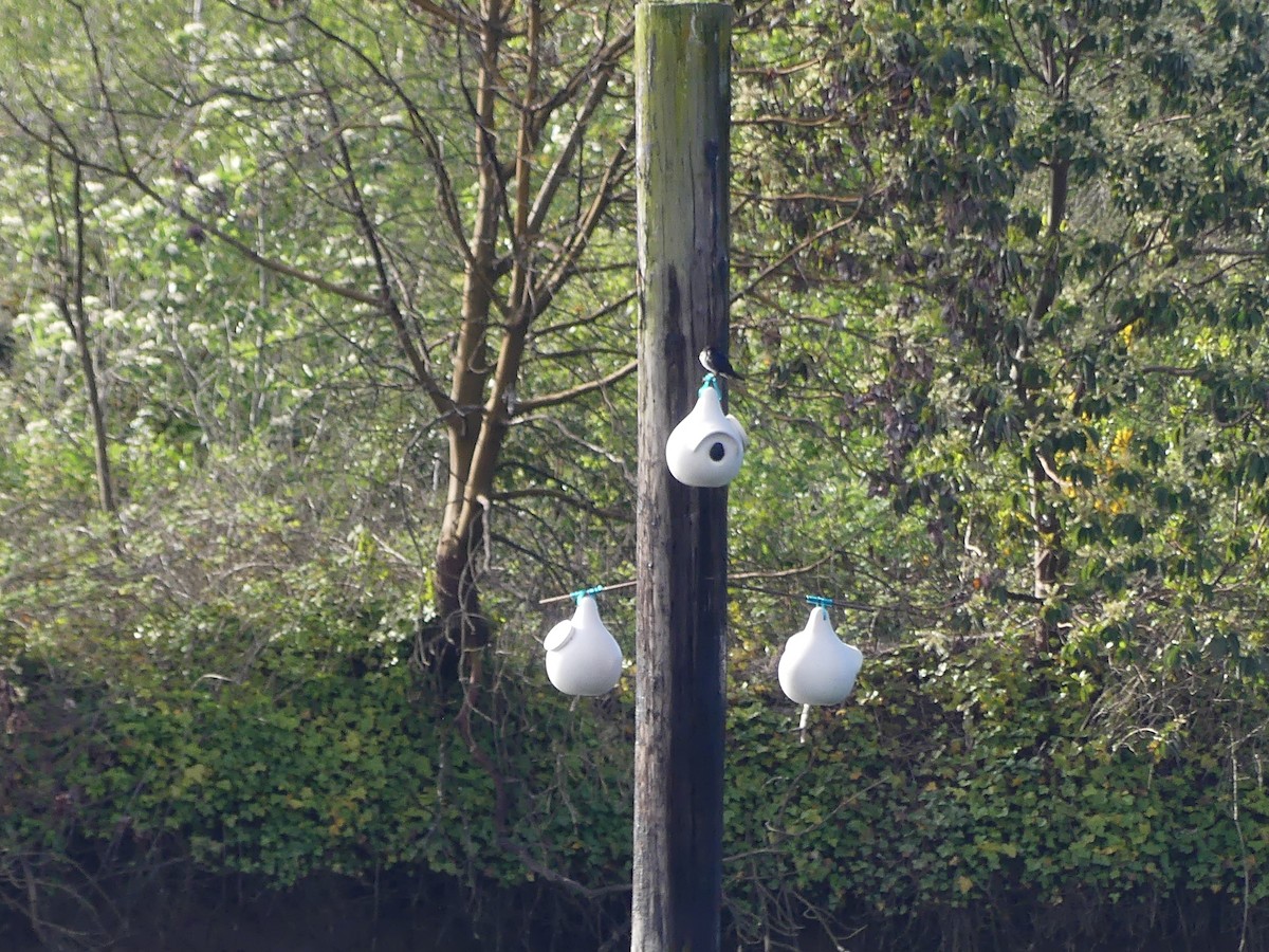 Purple Martin - ML644971039