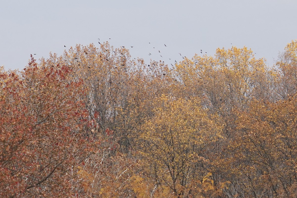 Purpurgrackel - ML644971040