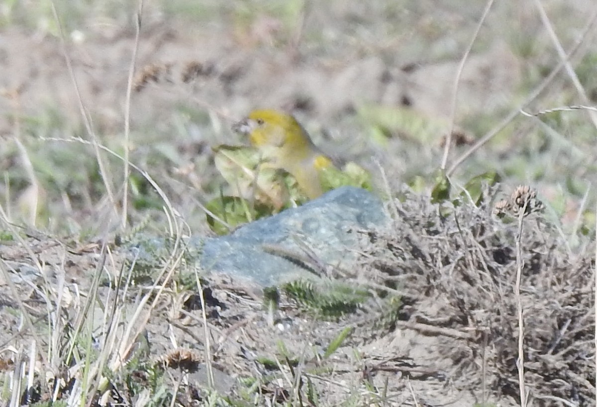 Patagonian Yellow-Finch - ML644971047