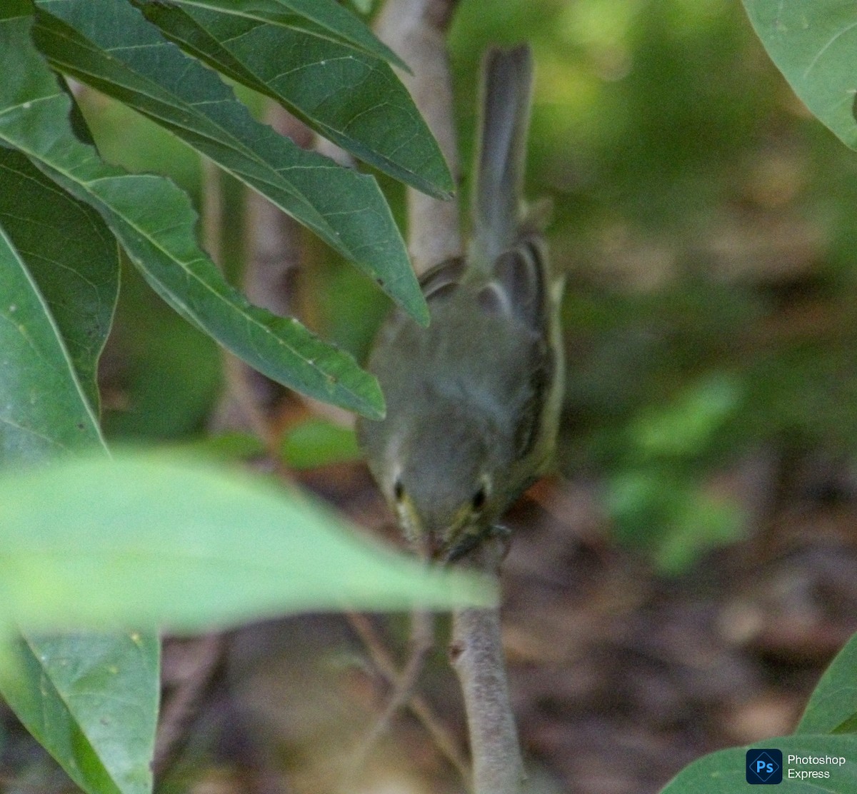 Cuban Vireo - ML644971056