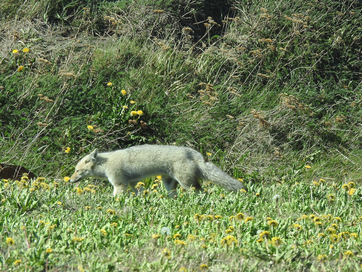 Mammals - ML644971092