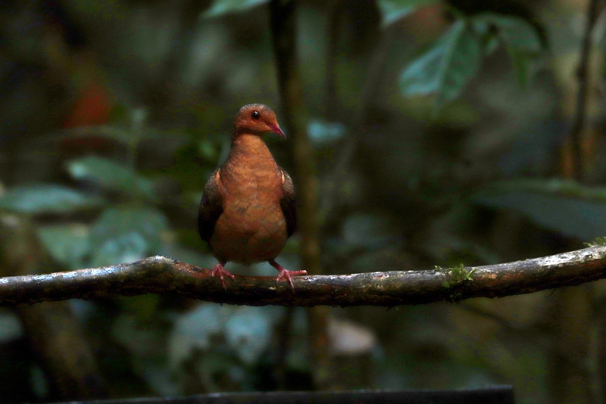 Ruddy Quail-Dove - ML644971093