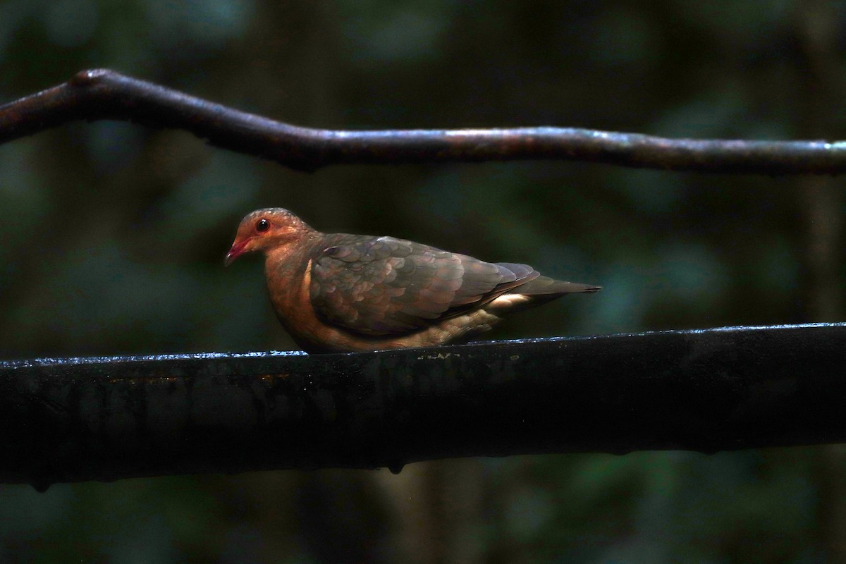 Ruddy Quail-Dove - ML644971094