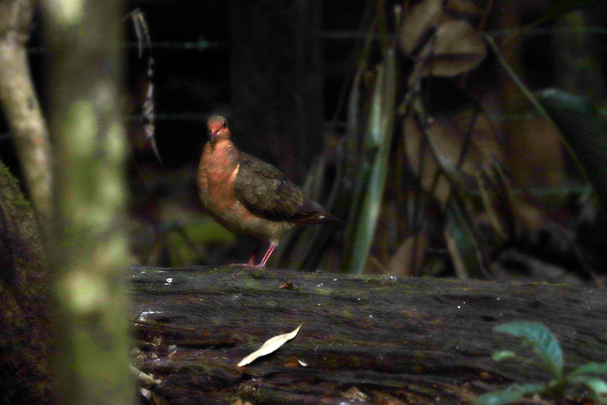Ruddy Quail-Dove - ML644971095