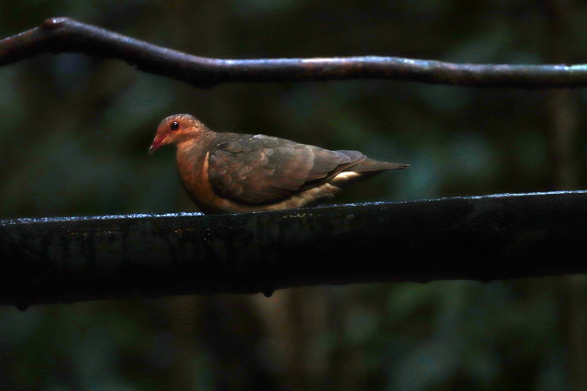 Ruddy Quail-Dove - ML644971096