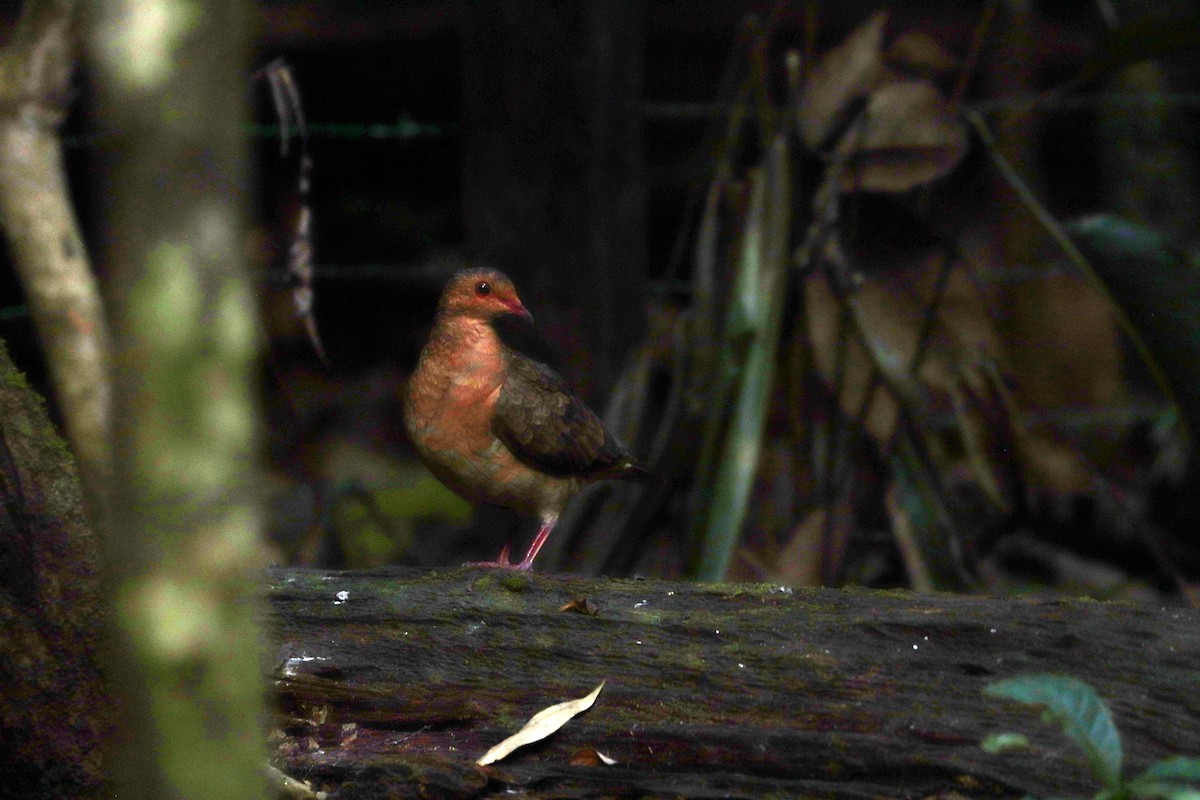 Ruddy Quail-Dove - ML644971097