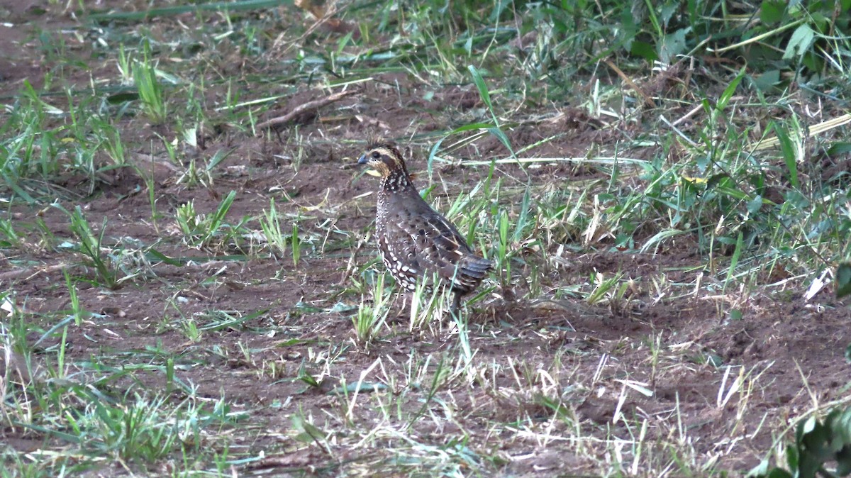 Spot-bellied Bobwhite - ML644971107