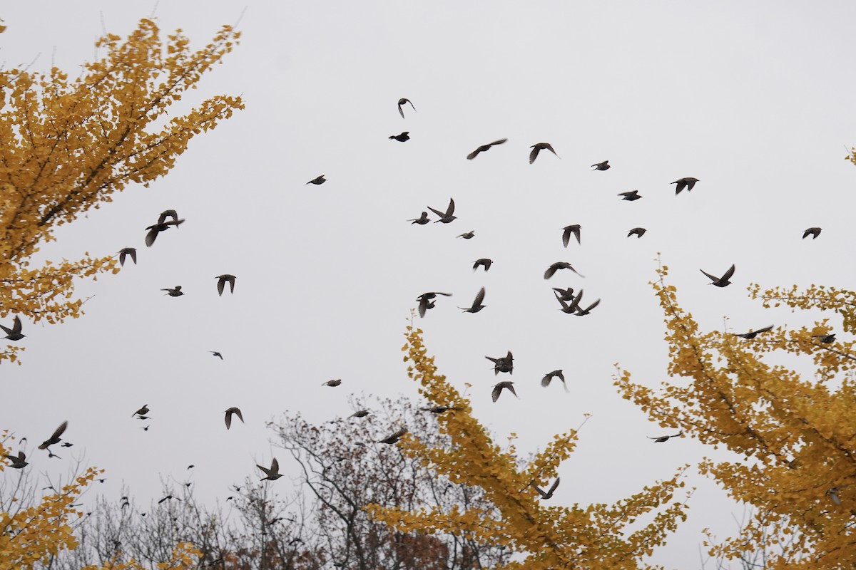 European Starling - ML644971119