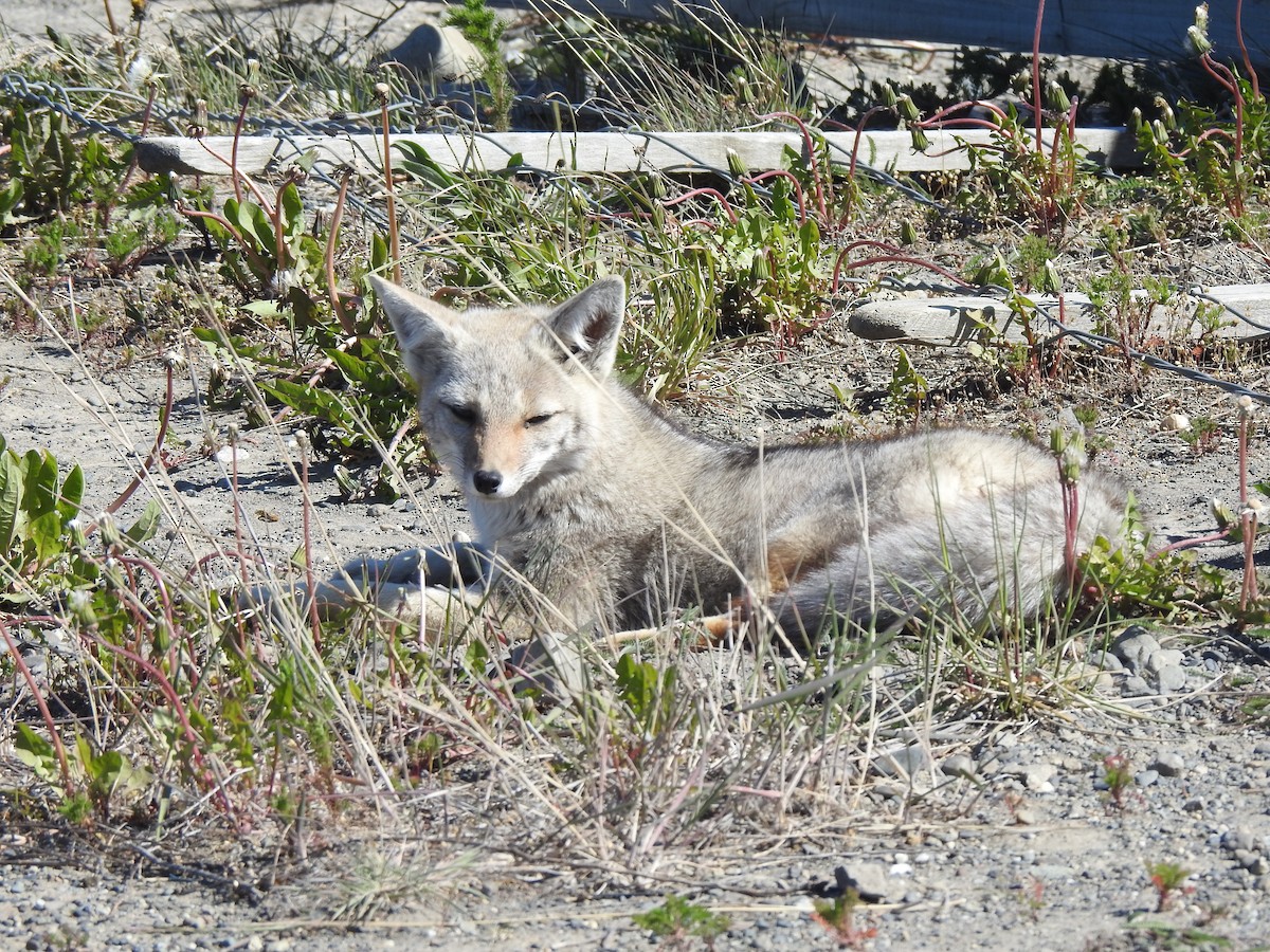 Mammals - ML644971130