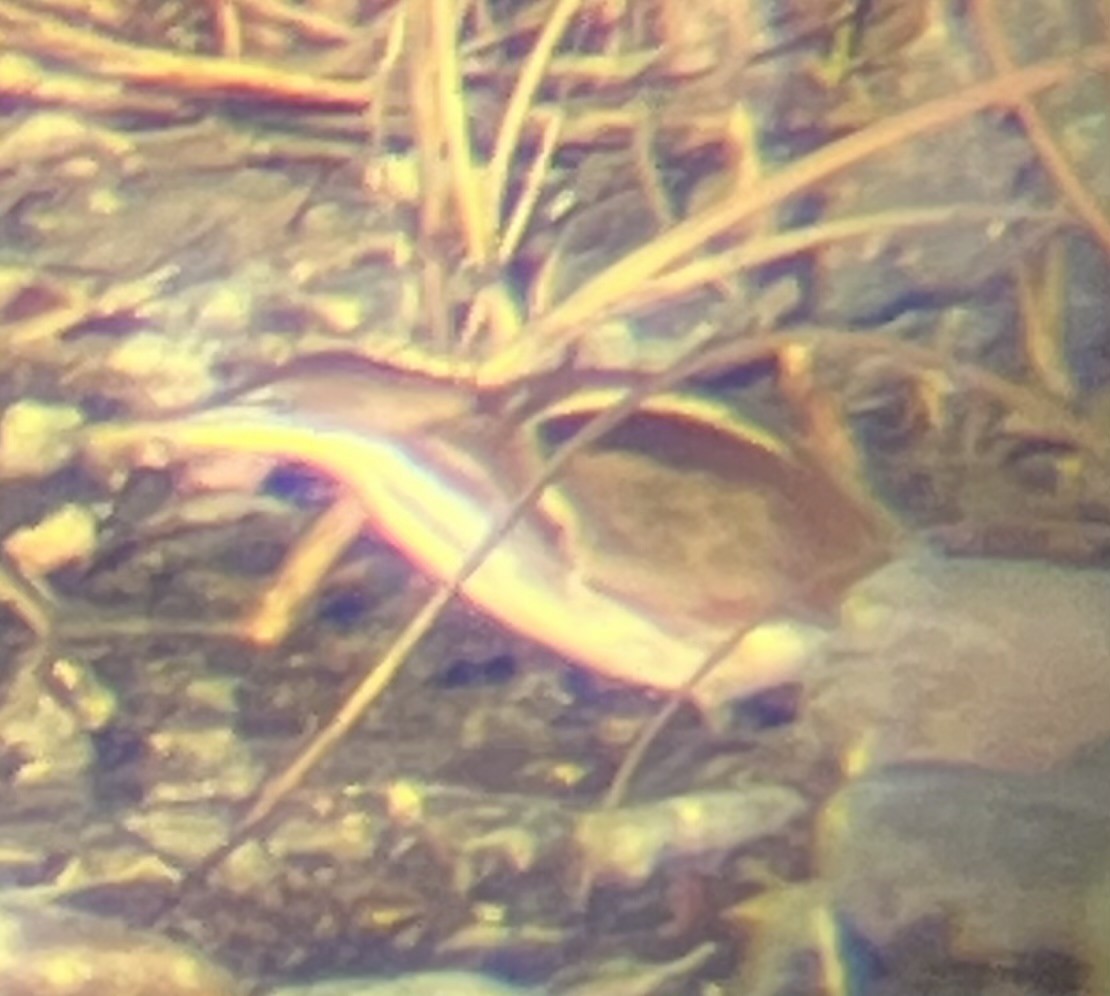 Least Bittern - ML644971145