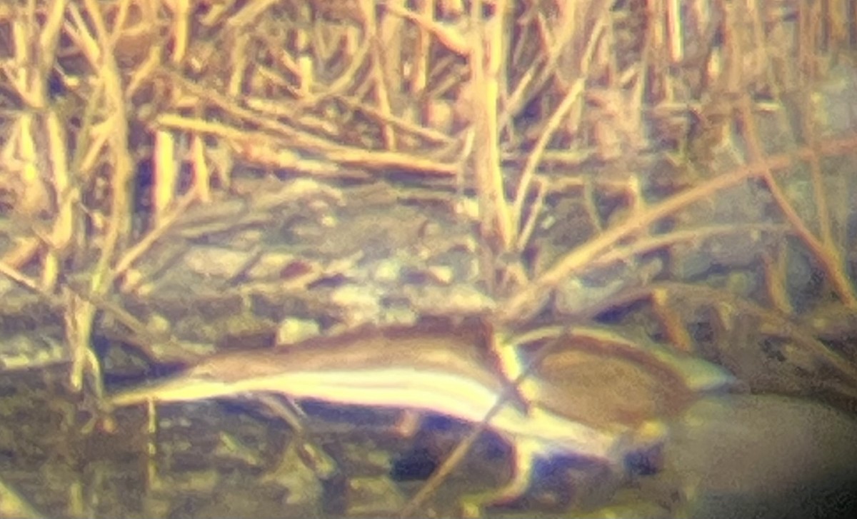 Least Bittern - ML644971146
