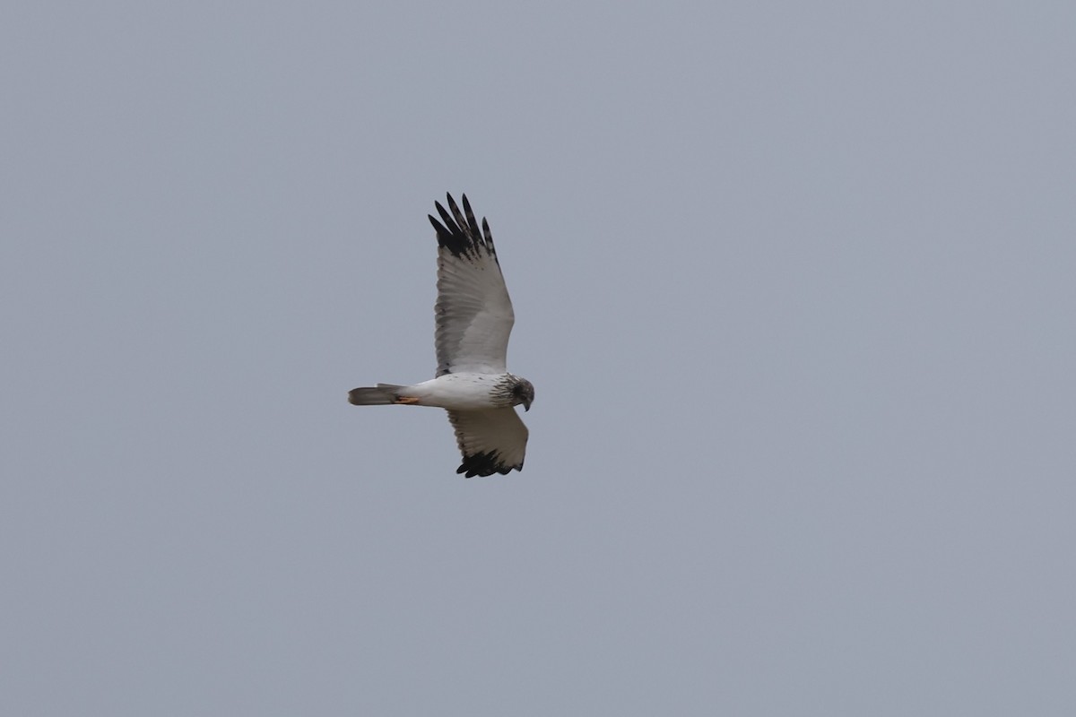 Eastern Marsh Harrier - ML644971178