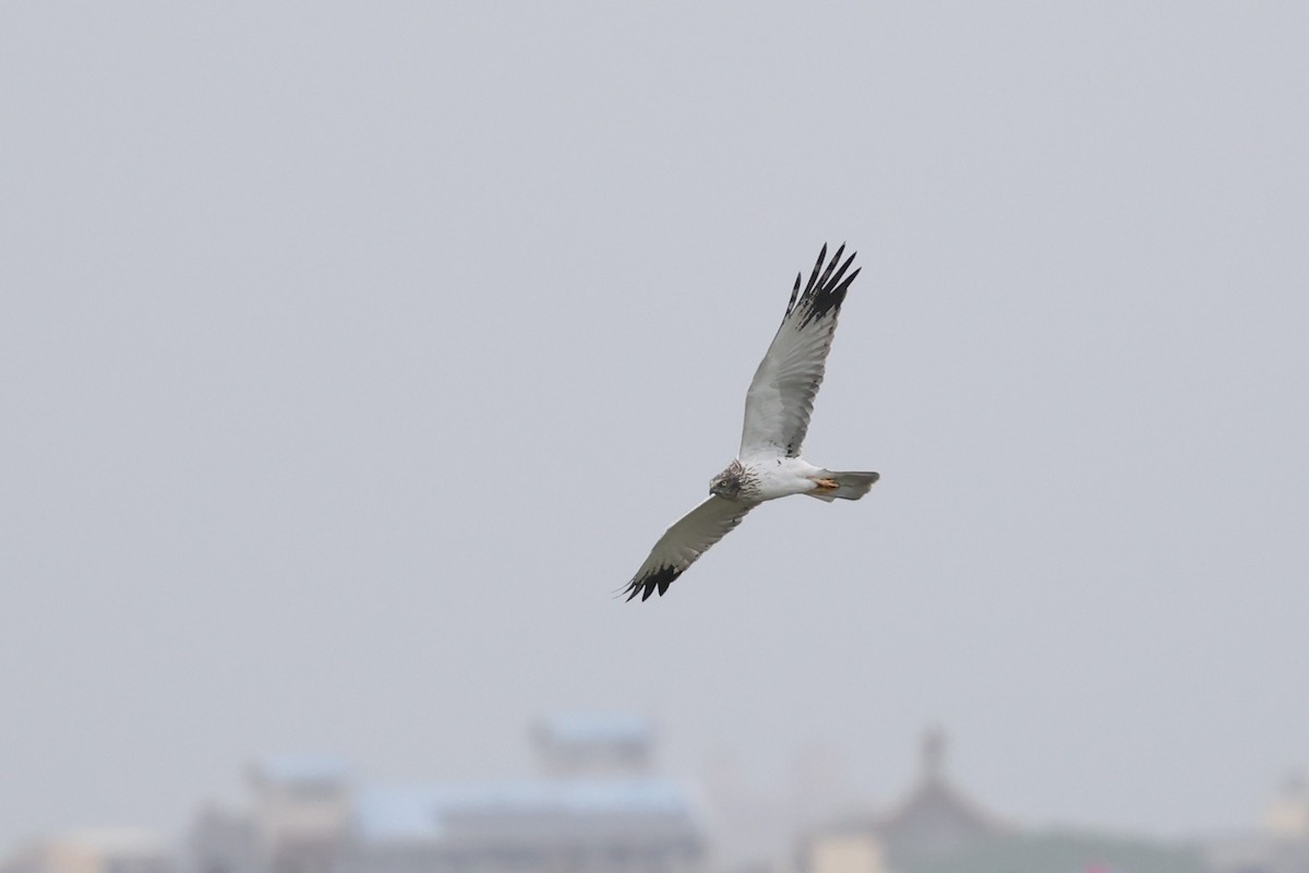 Eastern Marsh Harrier - ML644971179