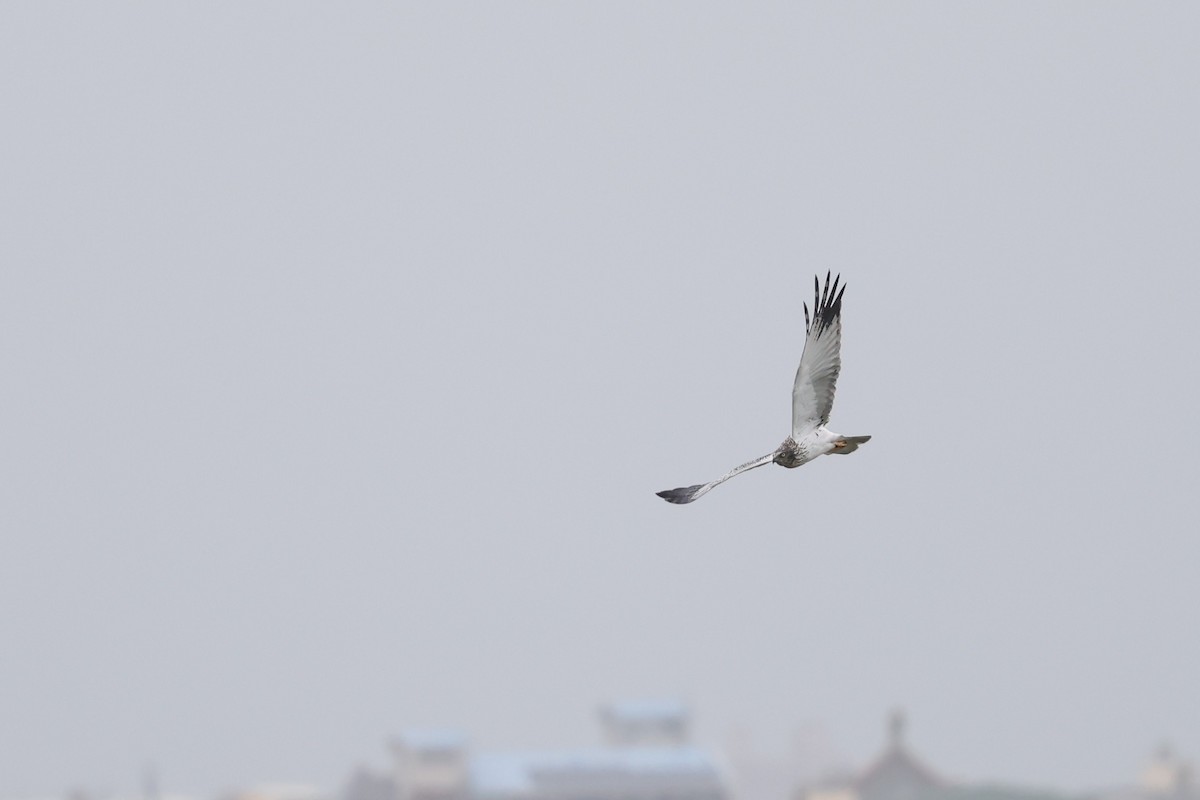 Eastern Marsh Harrier - ML644971180