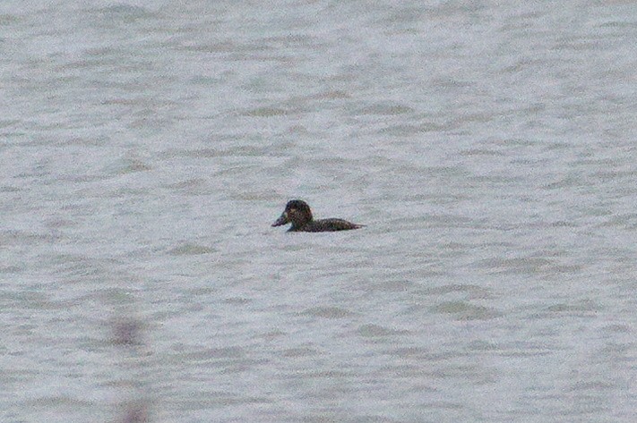 Surf Scoter - ML644971182