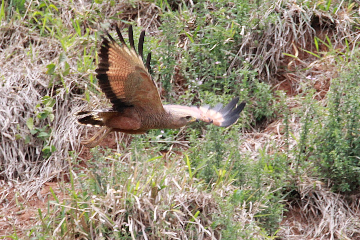 Busardo Sabanero - ML644971191