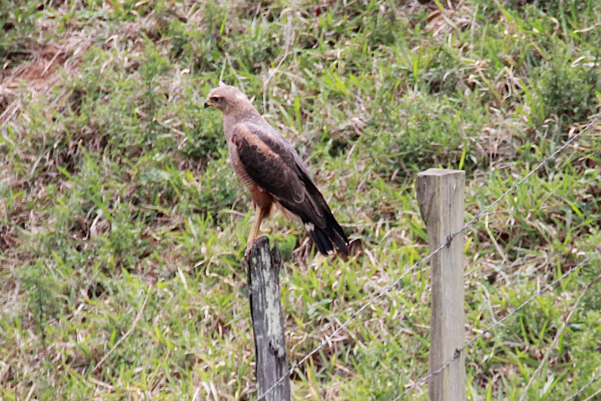 Busardo Sabanero - ML644971192