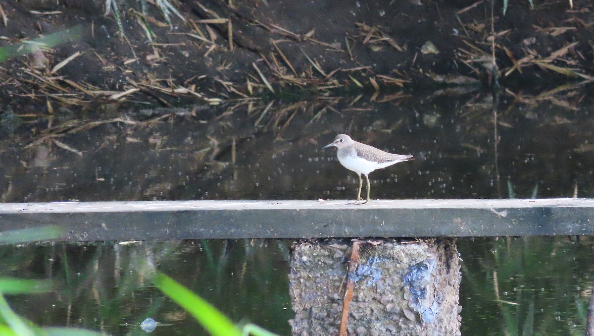Solitary Sandpiper - ML644971201