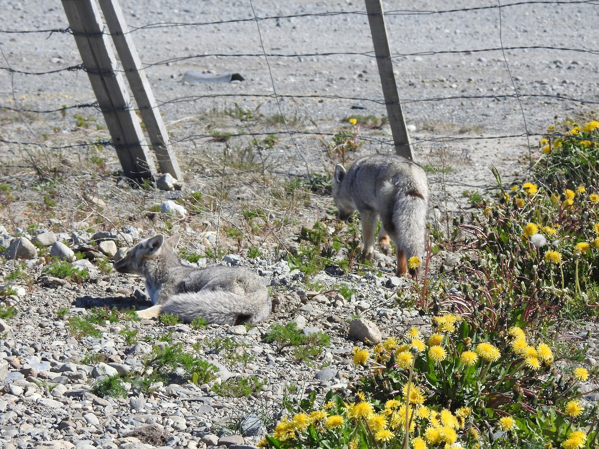 Mammals - ML644971211