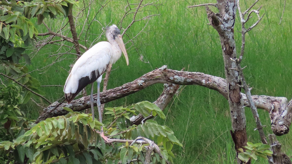 Wood Stork - ML644971221