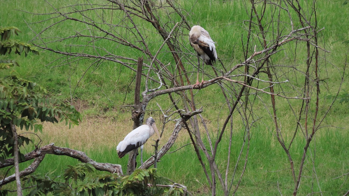 Wood Stork - ML644971222
