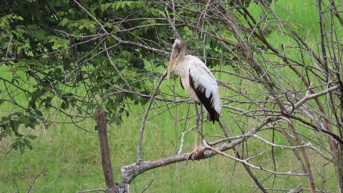 Wood Stork - ML644971223