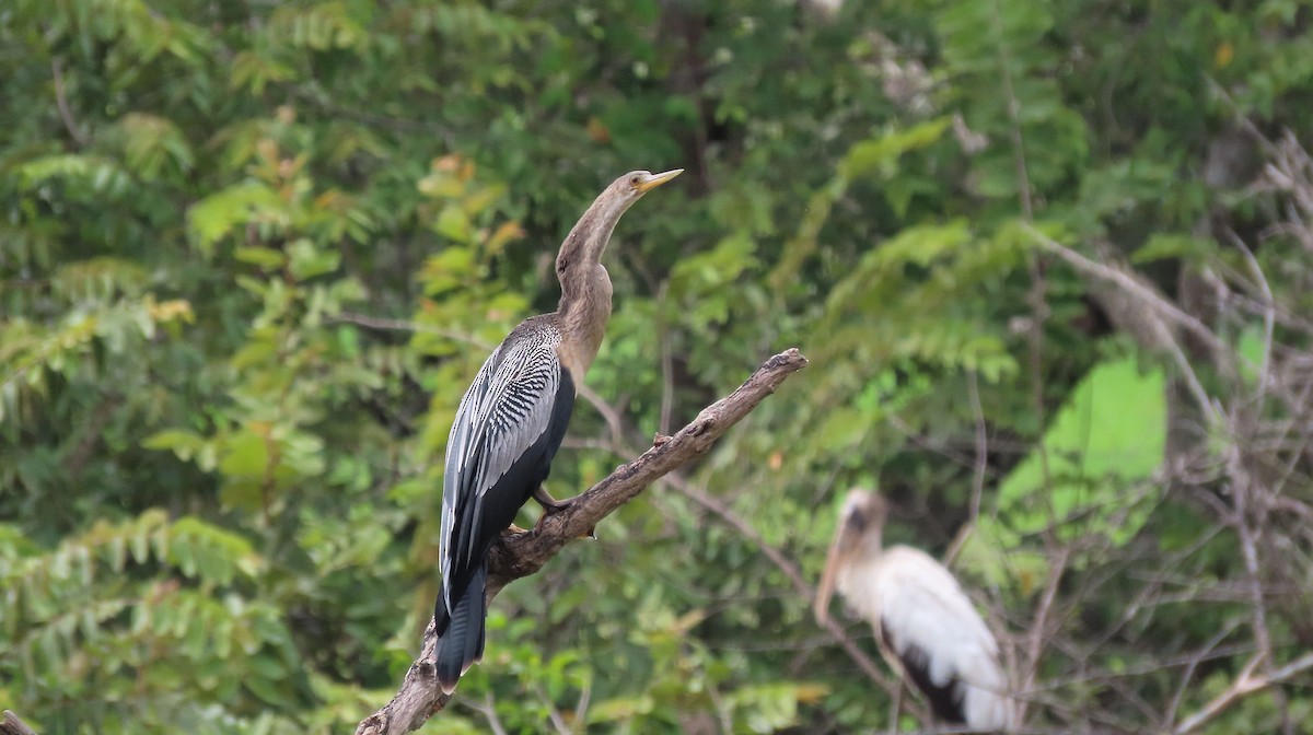 Anhinga - ML644971233
