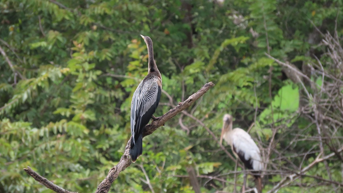 Anhinga - ML644971234