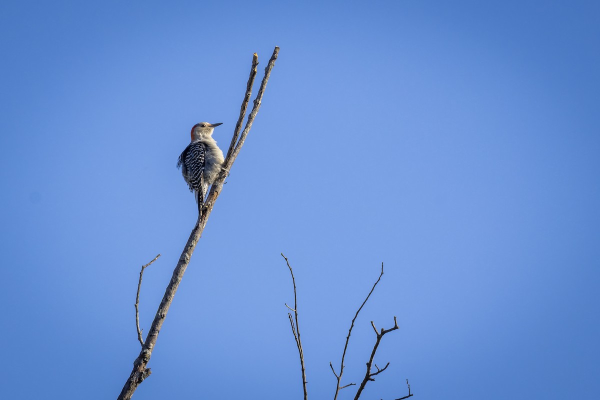 Red-bellied Woodpecker - ML644971249